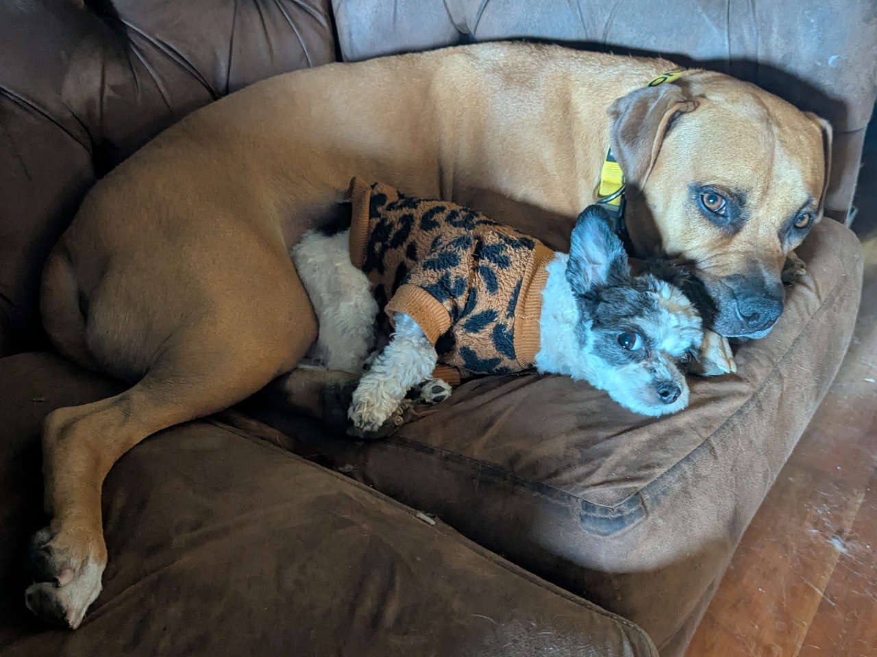 Koda, a tan Staffie-mix, and Pixel, a black and white terrier, cuddle up on a brown sofa